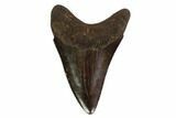 Bargain, Fossil Megalodon Tooth - Georgia #149393-1